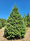 Large Real Christmas Tree 3