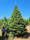 Large Real Christmas Tree 4