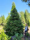 Large Real Christmas Tree 8