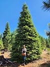 Large Real Christmas Tree 18