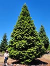Large Real Christmas Tree 19