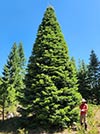 Large Real Christmas Tree 33