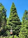 Large Real Christmas Tree 34