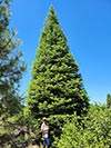 Large Real Christmas Tree 43