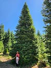 Large Real Christmas Tree 44