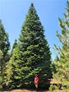 Large Real Christmas Tree 57