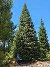 Large Real Christmas Tree 62 - 51' tall