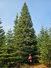 Large Real Christmas Tree 64 - 52' tall