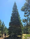 Large Real Christmas Tree 65 - 53' tall