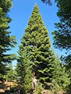 Large Real Christmas Tree 66 - 58.5' tall