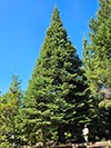 Large Real Christmas Tree 67 - 59' tall